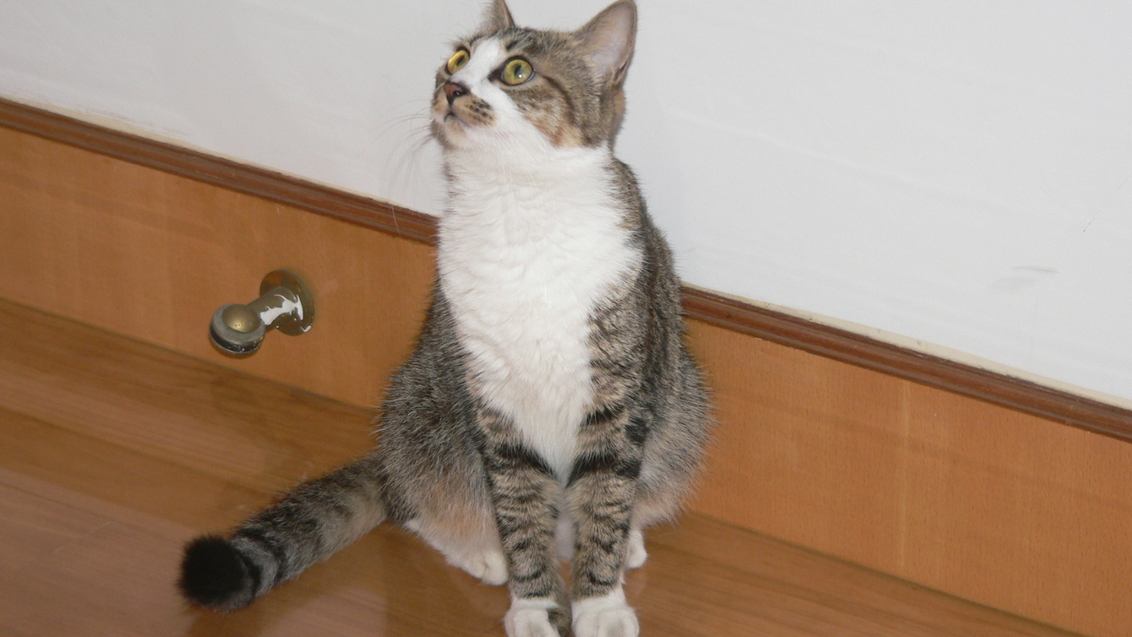 My cat in 2007 summer 012